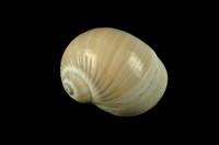 藏品(小灰玉螺)的圖片